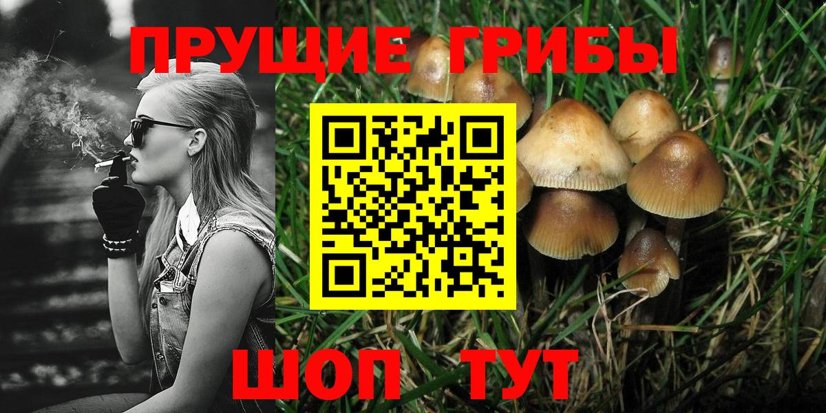 Псилоцибиновые грибы GOLDEN TEACHER  Вход с VPN  Гатчина  Псилоцибиновые грибы мицелий 